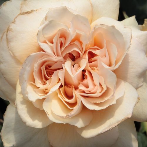 Rosa Jelena™ - oranje - Stamroos - Bloemen in trossen bossige kroonvorm